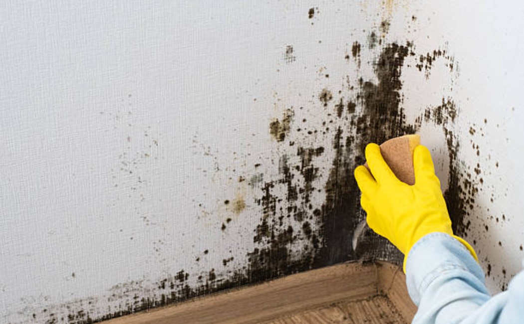 Person wearing gloves scrubbing mold off a wall near the baseboard, highlighting professional Molding Services for home maintenance.