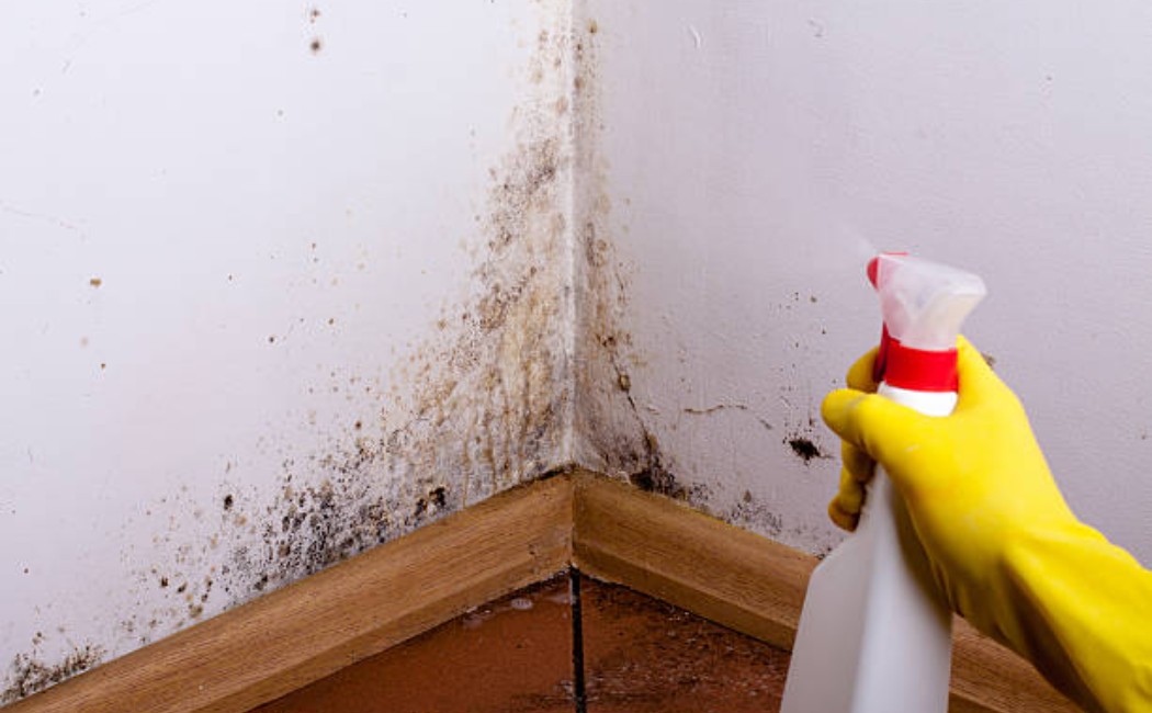 Person wearing yellow gloves spraying cleaning solution on mold-covered wall corner, highlighting professional Molding Services.